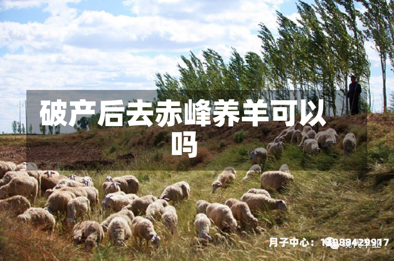 破产后去赤峰养羊可以吗