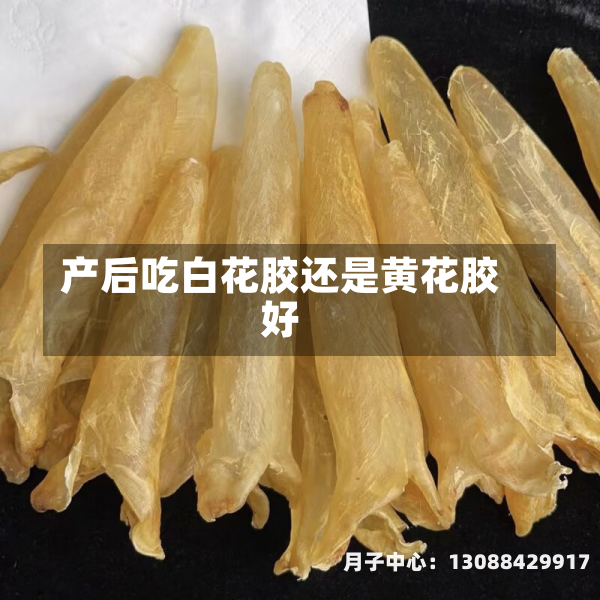 产后吃白花胶还是黄花胶好