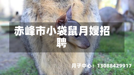 赤峰市小袋鼠月嫂招聘