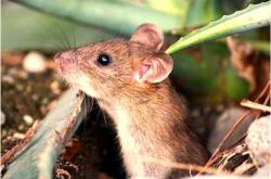 梦见婴儿有何寓意