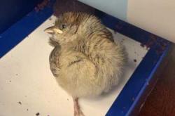 捡到婴儿该咋办