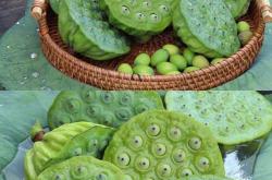 月子里可以吃莲蓬吗