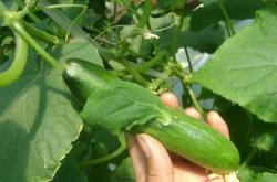 婴儿肚脐芽是怎么回事