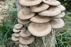 坐月子能吃平菇吗