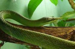 备孕梦到树林有蛇咋解