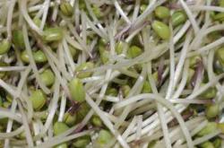 流产后能不能吃豆芽