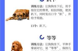 如何让狗产后恢复快好