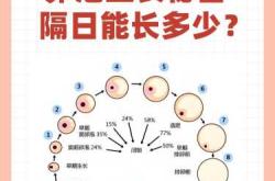 怀孕后还能不能测出卵泡