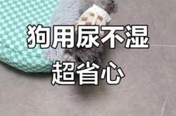 狗需要穿纸尿裤吗