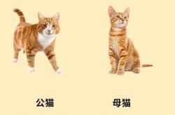 备孕男的可以送猫吗