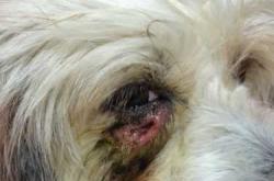 云南白药剖腹产有啥影响吗