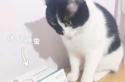 猫从备孕到怀孕需要多久
