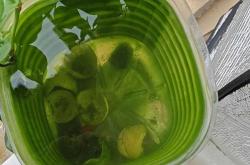 玛丽鱼怀孕多久生