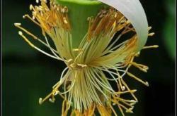 月子荷有什么独特之处