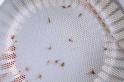 欢乐baby纸尿裤好用吗