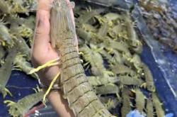 男性备孕适合吃啥海鲜