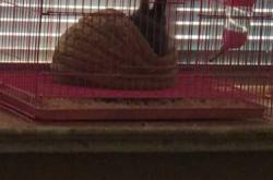 道奇兔尿不湿好用吗