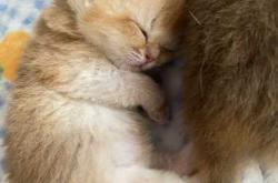 上海母猫剖腹产有啥注意事项