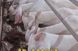 羊产后多久能再次怀孕