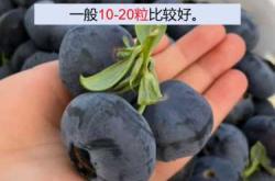 备孕的人能吃蓝莓吗