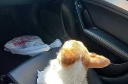 备孕必须送走宠物吗