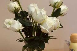 月子房间适合摆放什么花