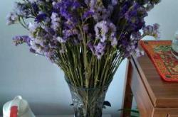 什么花备孕房间可以插