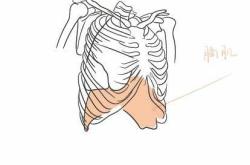新生儿膈肌有哪些特点