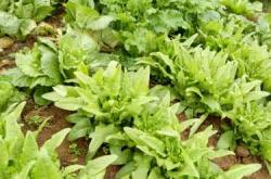 备孕的人梦见绿色小芽是什么意思