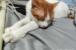 备孕在家能养猫咪吗