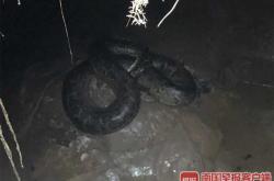 备孕梦见三条黑色大蟒蛇何意