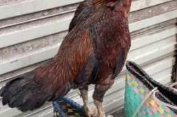 小月子吃公鸡还是母鸡好