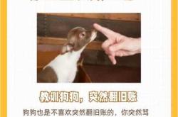 小狗和婴儿相处要注意什么