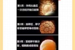 一个星期能测出怀孕吗