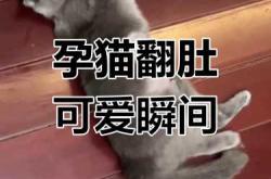 猫咪怀孕是否可以运动
