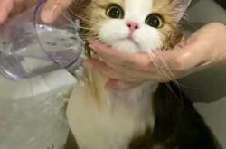 母猫生产后多久能洗澡