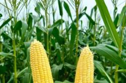 月子玉米能吃吗