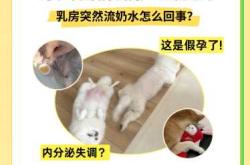 母狗生产后吃什么能催奶