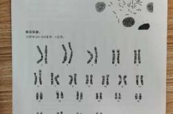 孕反可以用北美药吗