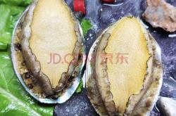 婴儿鲟是什么样的