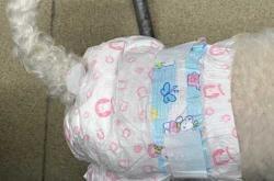 比熊月经期能怀孕吗