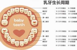 婴儿多大开始长牙
