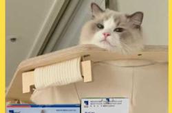 备孕养猫猫可以吗