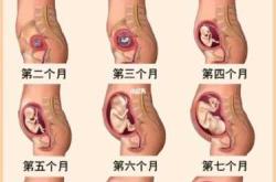怀孕三个月子宫多大正常吗
