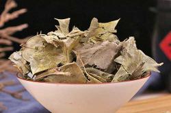 备孕可以喝老鼠刺茶吗