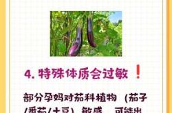 产妇月子能吃茄子吗