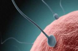 冠沟炎会影响备孕吗