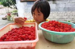 覆盆子备孕可以吃吗