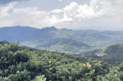 备孕喝枇杷蜂蜜水好吗