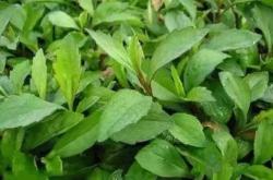 备孕夫妻能吃马兰头吗